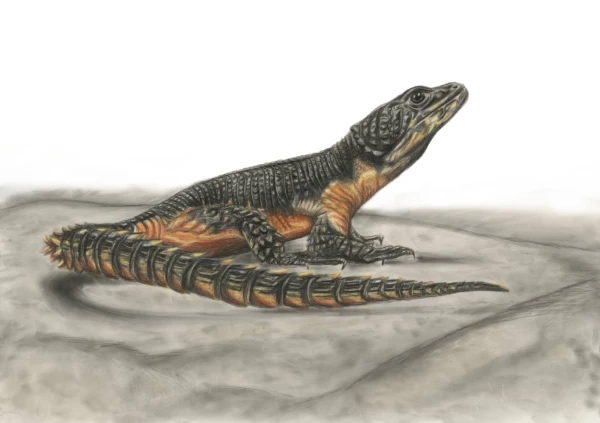 Illustration of a lizard native to Mozambique