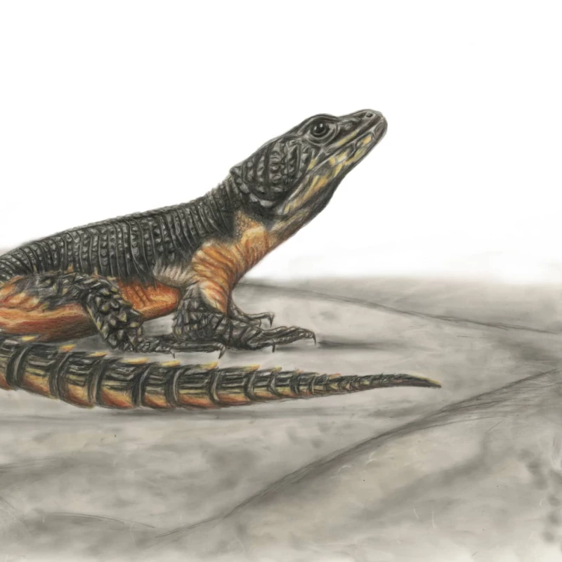 Illustration of a lizard native to Mozambique. Illustration by Connie Resch, Nature, 