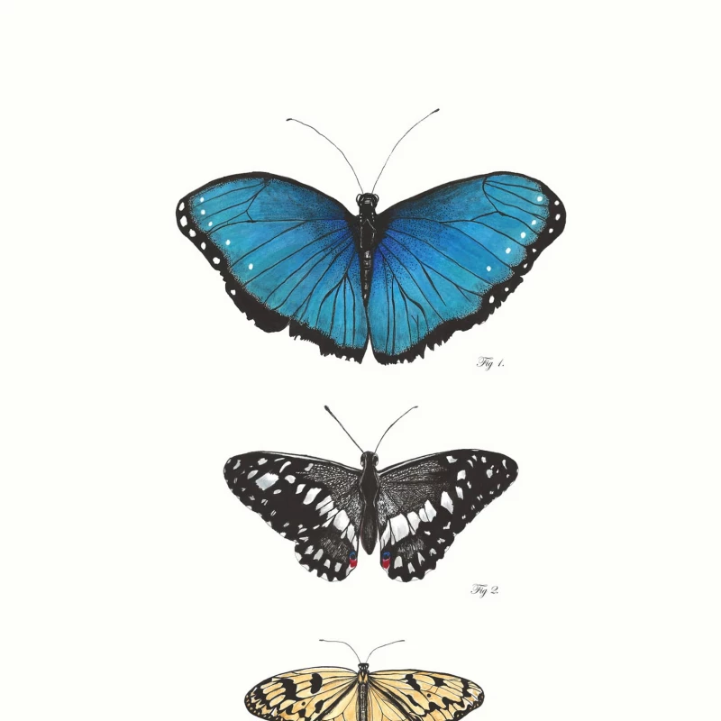 Illustration of 3 specimens of butterflies. Illustration by Connie Resch, Nature, 