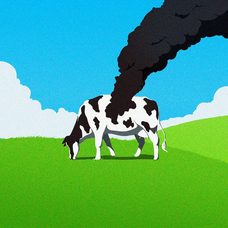 Illustration of a Holstein cow whose black spot is emitting a dark cloud. Illustration by Keith Lee, Conceptual, Nature, 