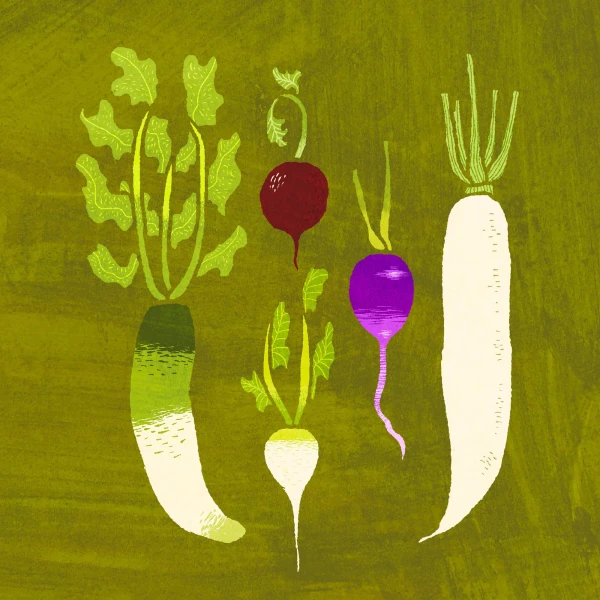 Illustration of different varieties of radishes