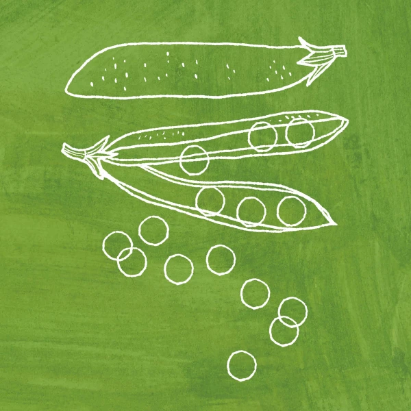 Graphic illustration of pea pods and peas spilling out